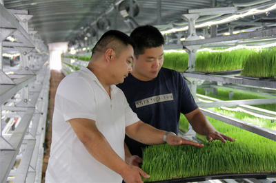 庫爾勒市 水培飼草技術(shù)開發(fā)助力牛羊健康養(yǎng)殖